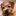 allright-norfolk-terrier.de